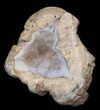 Crystal Filled Dugway Geode (Polished Half) #38875-2